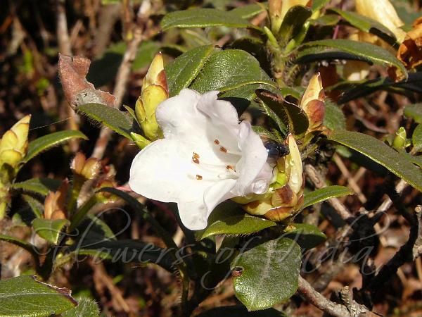 Fringed Leaf Rhododendron
